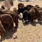 التطعيمات. عن جميع الأمراض عد 20رقم 056 684 5240