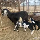 عنز عارضيه معه 3