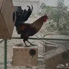 ديك بلدي عربي اصيل