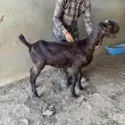 جذعات شاميه معرفه وشرط الصحه