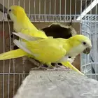 جوز كويكر لاتينو ( تم البيع )