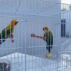 صن كنيور جوز
