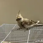 انثى كروان للبيع