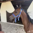 مهر واهو