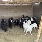 معزة مضاريع العدد 12 مع الفحل2 على السوم لا يدق إلا الصامل