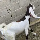 ماعز هولندي