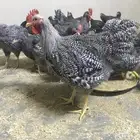 دجاج بلايموث اطقم