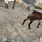 مشاريع فحول