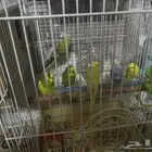 سلام عليكم ثلاث اجواز بادجي