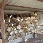 حمام فرنسي للبيع