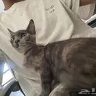 قطة انثى للتبني