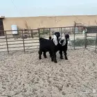 تيوس عوارض طيبه عدد 2 سومها 890