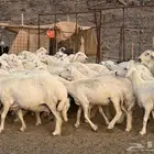 حريات للبيع وسعر طيب