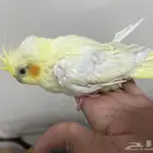 كروان لاتينو