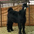 تيس اسود اصمع
