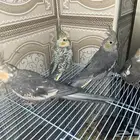 4 كروان للبيع ع حسب اللون