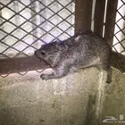 وبران بريه جنوبيه إنتاج محميه