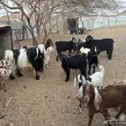 11 عنز مع فحلها