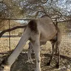 ناقه خلفه تحتها قعود
