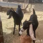 جفار عنقان للبيع