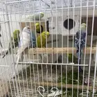 للبيع طيور