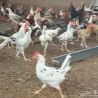 دجاج بلدي