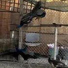 اثنين ذكور طائووس