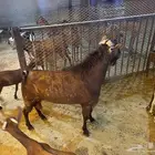 تيس جنوبي بلدي جرم فحل مشروط الضراب وجميع الحالات إنتاجه
