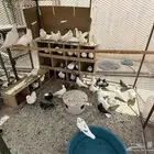 حمام لاحم فرنسي جامبو