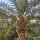 للبيع محصول نخل أخلاص