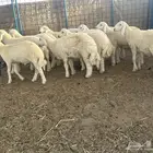 طليان حري وسواكني