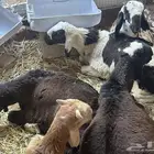 سواكنيات عددهن 5