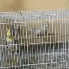 جوزين كروان كوكتيل