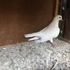 حمام صنعاني صوت ماشاءالله منتج
