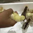صوص للبيع
