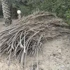 يتوفر سعف النخيل مجانا