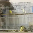 كناري للبيع