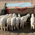 لبيع بهم العدد 10 خرفان مراح وحد