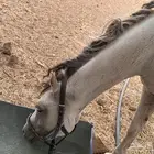 فرس شعبيه معها مهر