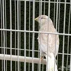 ذكر كناري ( تم البيع )