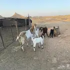 معزا متاومه كل وحده معها 2