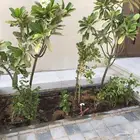 تنسيق حدائق
