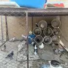 حمام مشكل الصيصان البرهما خارج البيعه