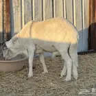 طلي ساكني جبر