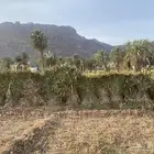 قصب ماربي