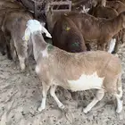 سواكن حمري طيبه بيع جمله فقط اقل سعر