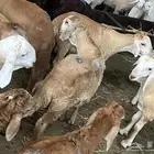 سواكن جذعان