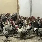 ديوك مشكله بلدي وفيومي