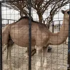حاشي مفرود للبيع