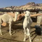 حشوان لبانيات